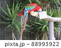 エサを食べるベニコンゴウインコ 88993922