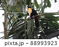 カメラ側を見るオニオオハシ 88993923
