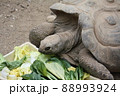 野菜を食べるゾウガメ 88993924