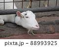 柵から出ようとするヤギ 88993925
