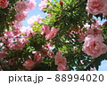 真下から見るバラのアーチ 88994020