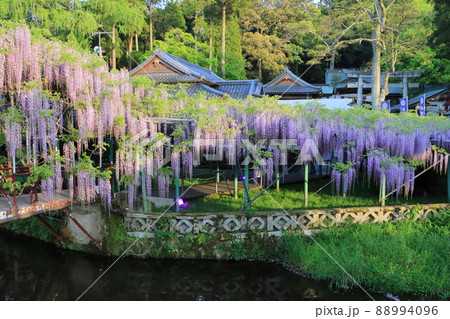 藤満開の西寒田神社（大分市） 88994096