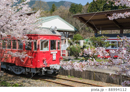 廃駅に咲く満開の桜と動く事の無い電車達・谷汲駅跡 88994112