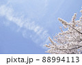 春空にかかる雲と満開の桜 88994113