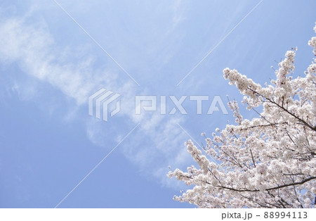 春空にかかる雲と満開の桜 春空にかかる雲と満開の桜 88994113
