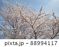 全面に広がる満開の桜 88994117