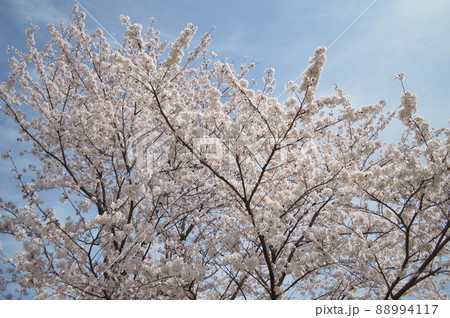 全面に広がる満開の桜 全面に広がる満開の桜 88994117
