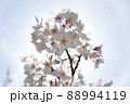 晴れた空をバックに咲く満開の桜 88994119