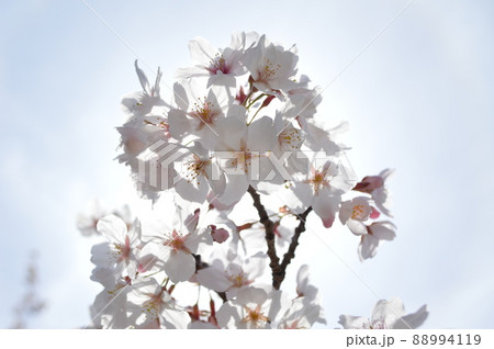 晴れた空をバックに咲く満開の桜 晴れた空をバックに咲く満開の桜 88994119