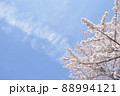 春空にかかる雲と満開の桜 88994121