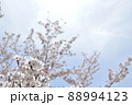 満開の桜のアップと奥に広がる空 88994123
