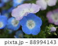 ネモフィラ 88994143