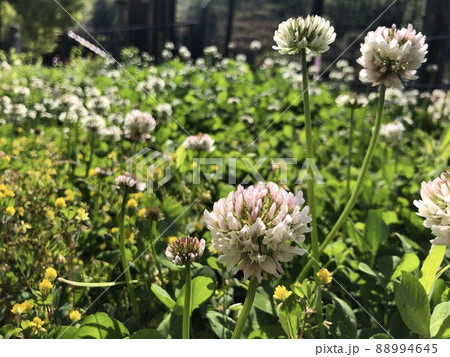 野生のシロツメクサ 88994645