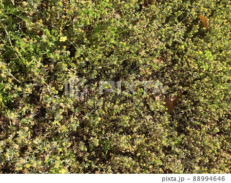 群生するコメツブツメクサ 88994646