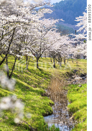 春の七ヶ宿公園　満開の桜並木　宮城県七ヶ宿町 88995350