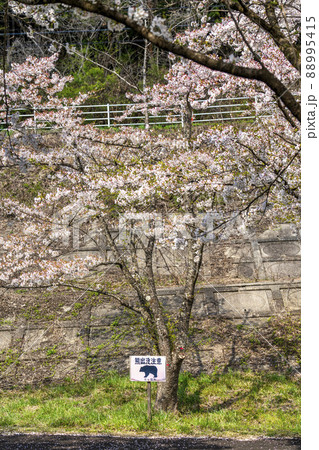 春の七ヶ宿公園　満開の桜並木　宮城県七ヶ宿町 88995415
