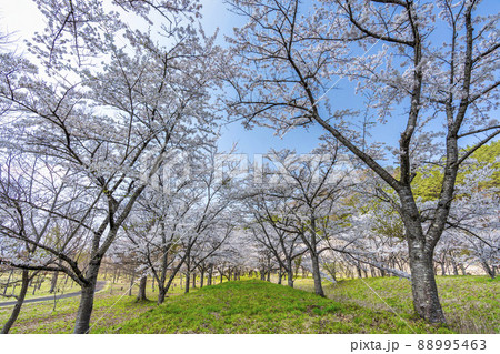 春の七ヶ宿公園　満開の桜並木　宮城県七ヶ宿町 88995463