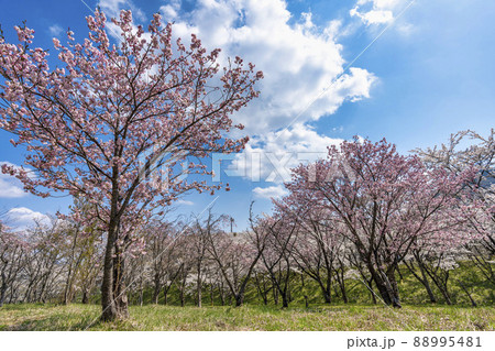 春の七ヶ宿公園 満開のベニユタカ 宮城県七ヶ宿町 春の七ヶ宿公園 満開のベニユタカ 宮城県七ヶ宿町 88995481