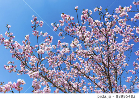 春の七ヶ宿公園　満開のベニユタカ　宮城県七ヶ宿町 88995482