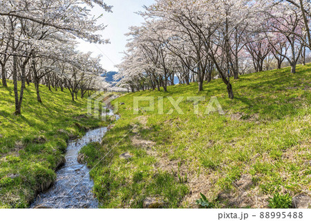 春の七ヶ宿公園 満開の桜並木 宮城県七ヶ宿町 春の七ヶ宿公園 満開の桜並木 宮城県七ヶ宿町 88995488