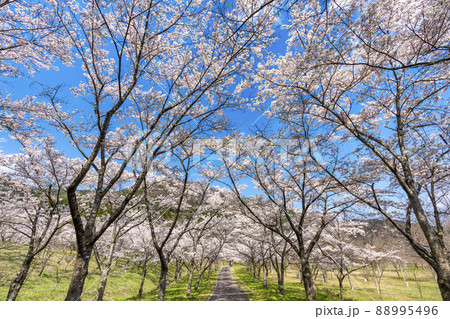 春の七ヶ宿公園 満開の桜並木 宮城県七ヶ宿町 春の七ヶ宿公園 満開の桜並木 宮城県七ヶ宿町 88995496