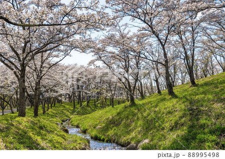 春の七ヶ宿公園　満開の桜並木　宮城県七ヶ宿町 88995498