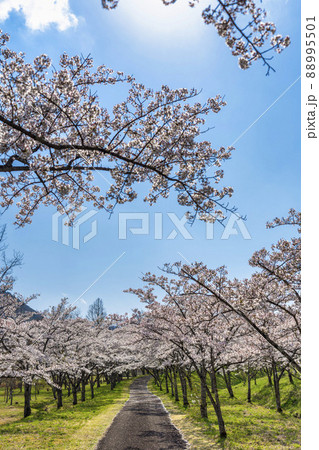 春の七ヶ宿公園　満開の桜並木　宮城県七ヶ宿町 88995501