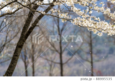 春の七ヶ宿公園 満開の桜並木 宮城県七ヶ宿町 春の七ヶ宿公園 満開の桜並木 宮城県七ヶ宿町 88995535