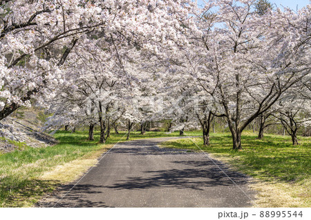 春の七ヶ宿公園　満開の桜並木　宮城県七ヶ宿町 88995544