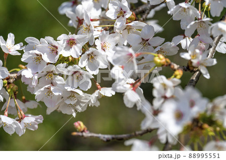 春の七ヶ宿公園　満開の桜並木　宮城県七ヶ宿町 88995551