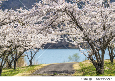 春の七ヶ宿公園 満開の桜並木 宮城県七ヶ宿町 春の七ヶ宿公園 満開の桜並木 宮城県七ヶ宿町 88995597
