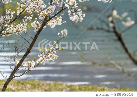 春の七ヶ宿公園 満開の桜並木 宮城県七ヶ宿町 春の七ヶ宿公園 満開の桜並木 宮城県七ヶ宿町 88995619