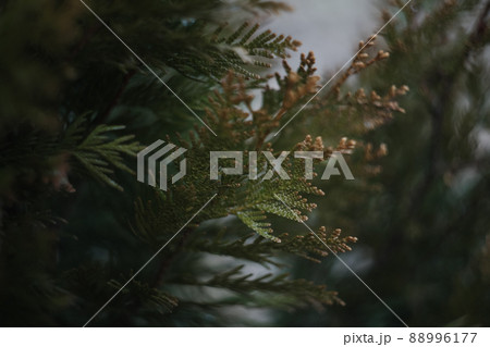 Close-up of bright green texture of natural greenery of the needles of Thuja tree. Selective focus. Interesting nature concept for design. Close-up of bright green texture of natural greenery of the needles of Thuja tree. Selective focus. Interesting nature concept for design. 88996177
