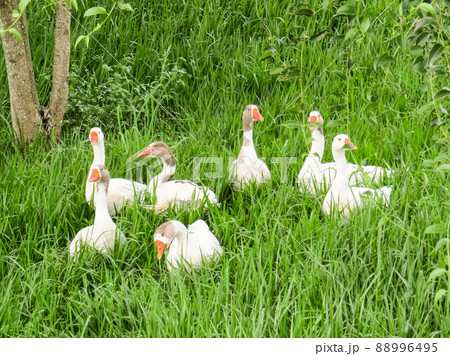 Several white geese together on the lawn. Several white geese together on the lawn. 88996495