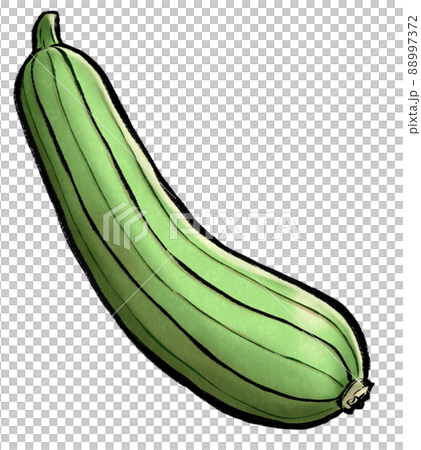 Nabera (loofah) _ analog style illustration 88997372
