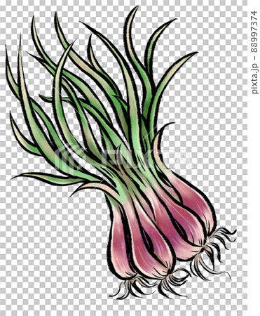 紅洋蔥_模擬風格插圖 88997374