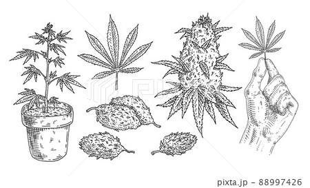 Set Marijuana. Buds, hand hold leaf, plant in pot. Vintage black vector engraving Set Marijuana. Buds, hand hold leaf, plant in pot. Vintage black vector engraving 88997426