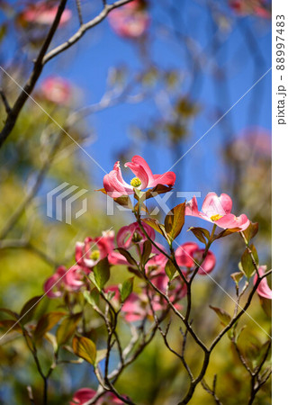 花水木 花水木 88997483