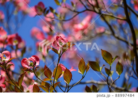 花水木 花水木 88997484