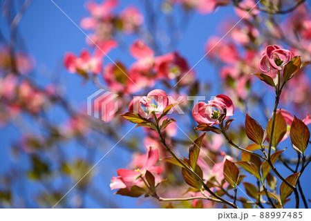 花水木 花水木 88997485