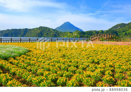 【鹿児島県】晴天下の花畑と開聞岳（指宿） 88998036