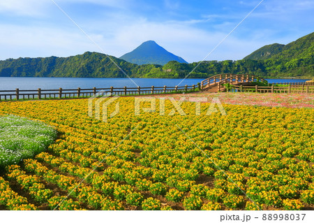 【鹿児島県】晴天下の花畑と開聞岳(指宿) 【鹿児島県】晴天下の花畑と開聞岳(指宿) 88998037