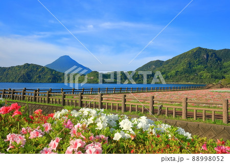 【鹿児島県】晴天下の花畑と開聞岳(指宿) 【鹿児島県】晴天下の花畑と開聞岳(指宿) 88998052