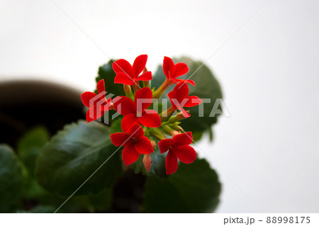 Kalanchoe blossfeldiana succulent plant in bloom with small red flowers close-up 88998175