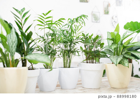 House plants in a stylish interior of a room at home in pots. The concept of home gardening. Cozy decor for a home with a home jungle. Green garden 88998180
