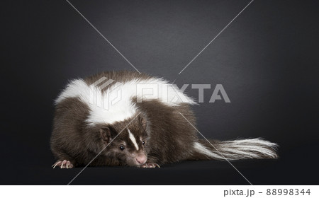 Brown skunk on black background 88998344