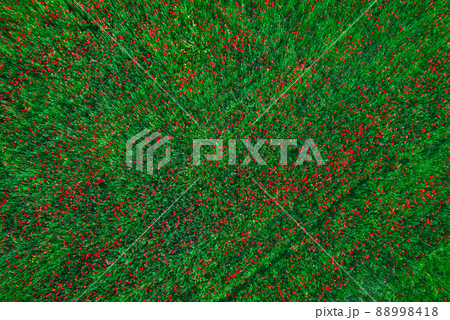 Field with green grass and red poppy flowers. Abstract aerial background Field with green grass and red poppy flowers. Abstract aerial background 88998418