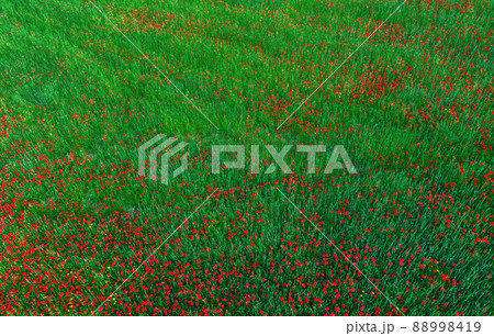 Poppy flowers in green crops field, aerial view, abstract nature background Poppy flowers in green crops field, aerial view, abstract nature background 88998419