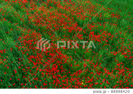 Poppy field top view. Grass and flowers abstract nature background Poppy field top view. Grass and flowers abstract nature background 88998420