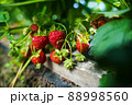Ripe organic strawberry bush in the garden close up 88998560